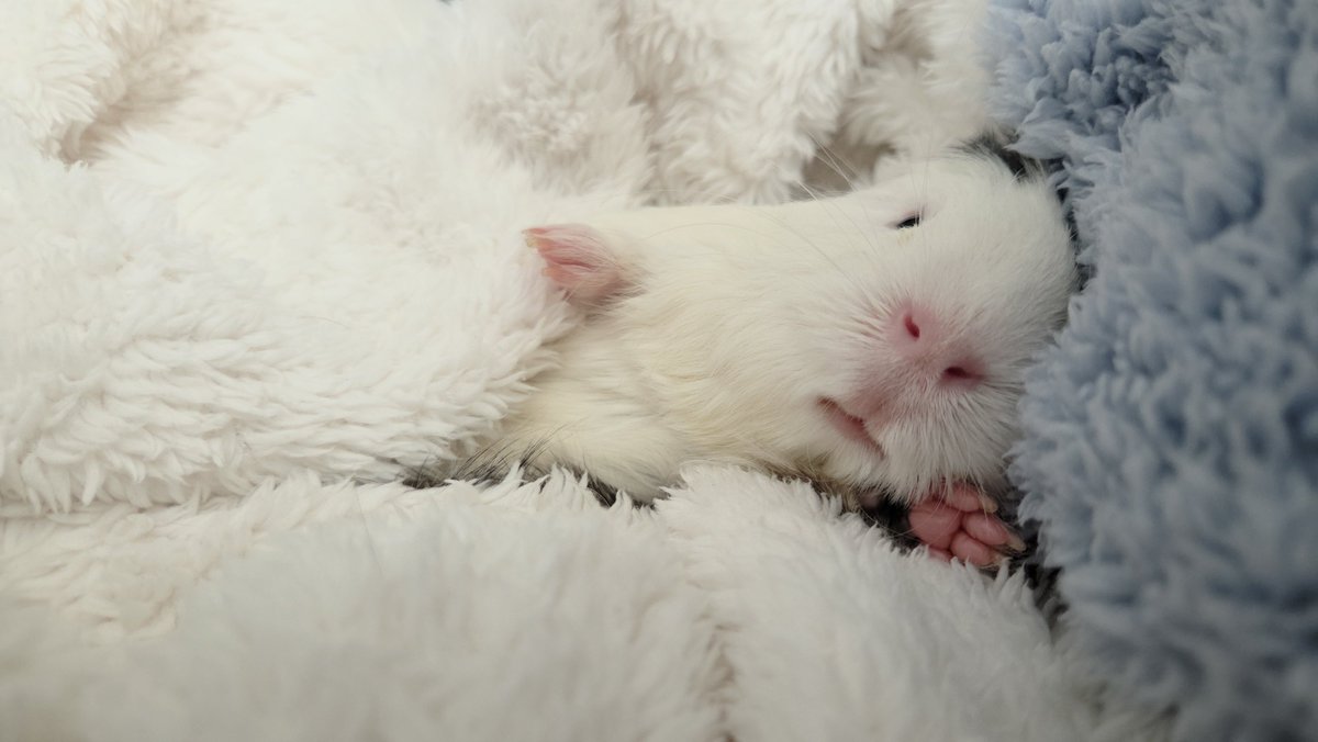 솜이 닉값하는중