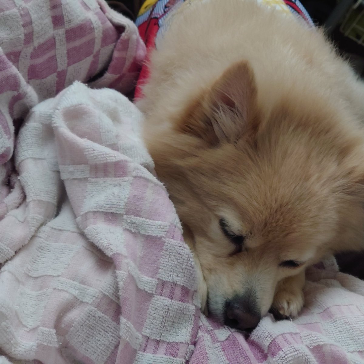 ポメころび❤️ ちぷひま🐻🌻ポメラニアン (@chip1121pom) / Posts / X