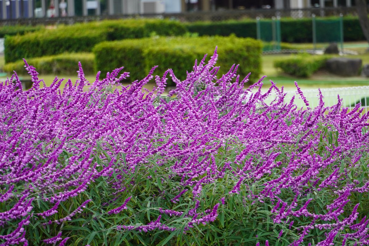 BMX コース周辺花畑では、#メキシカンブッシュセージ が咲いています