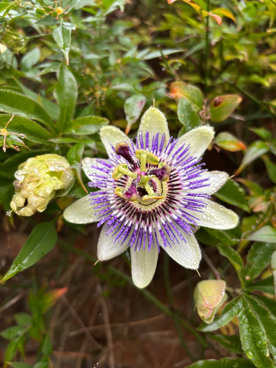 Pam Ayres MBE tweet media