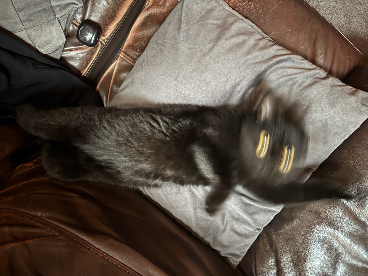 Кошка опять сломалась(💀