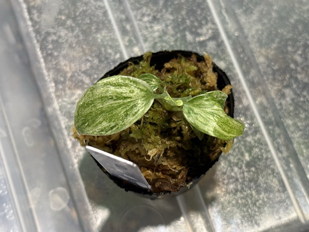 超希少❗️美株❗️交配種❗️アロカシア　グリーンユニコーン✨ Secret Bazaar | _ 『 アロカシア・グリーンユニコーン