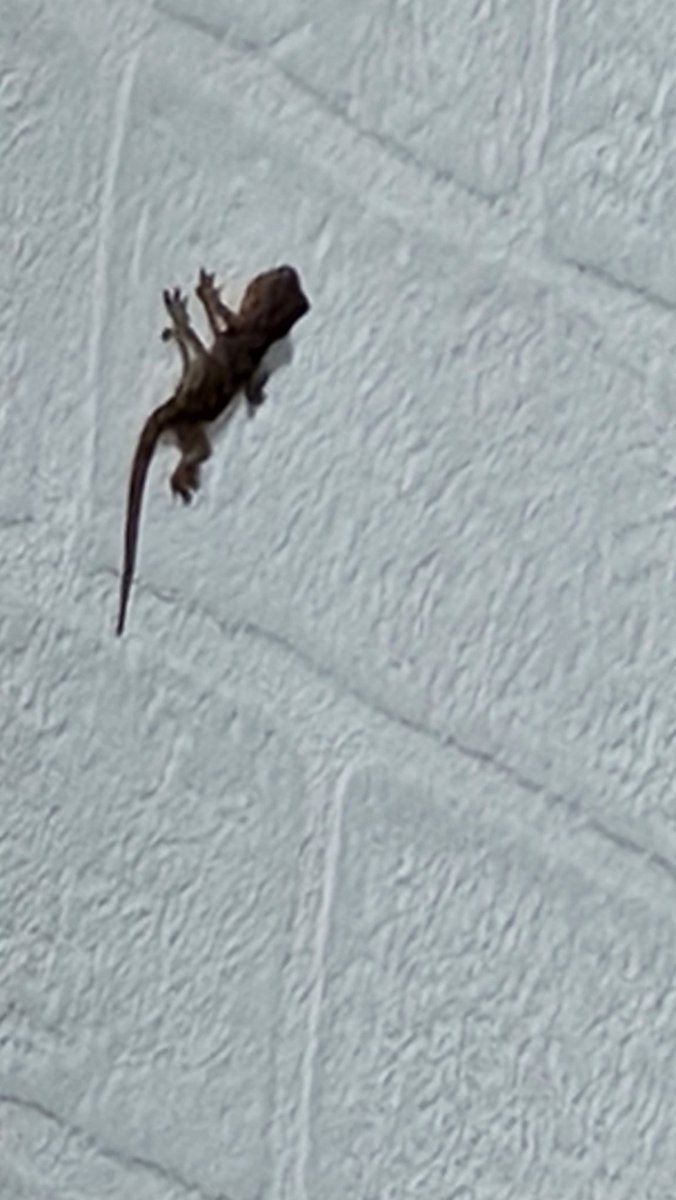 ruooo_GO's tweet photo. 部屋の中にヤモリいる…
このまま仲良く同居か捕まえてお外出すか悩む。 https://t.co/mmRzuQEvdu