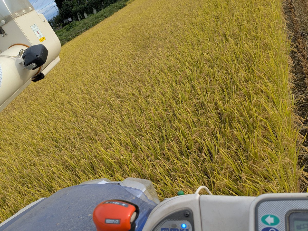 今年も無事に稲刈り、検査まで終了！
ようやく新米出せるー！

#零距離米