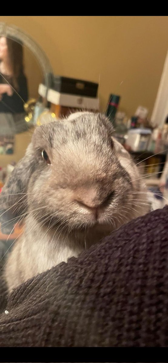 JettBunny's tweet photo. Hoppy Wednesday Everyone
Toast says hi
Love you all lots @JettBunny #hoppy #Ireland #Dublin #Bunnies #bunny #rabbit #rabbits #AdoptDontShop #Adoption #rabbits_daily #BunniesOfx #breakfast #Wednesday #rabbitsofx #wednesdaythought https://t.co/YHUQexn75E