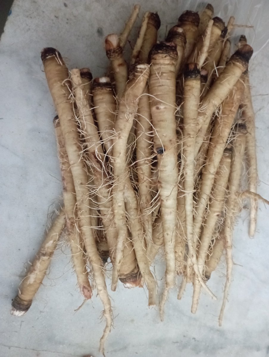 Comença la temporada. 
Cada vegada més escassos i a preu de joieria.
Mercat setmanal de Sarrià de Baix.