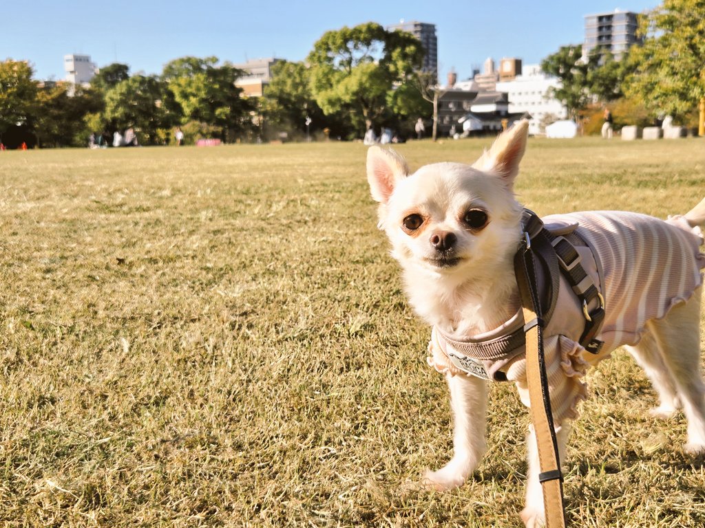 愛犬サンプル写真 ♨️ととのいさん♨️ on X