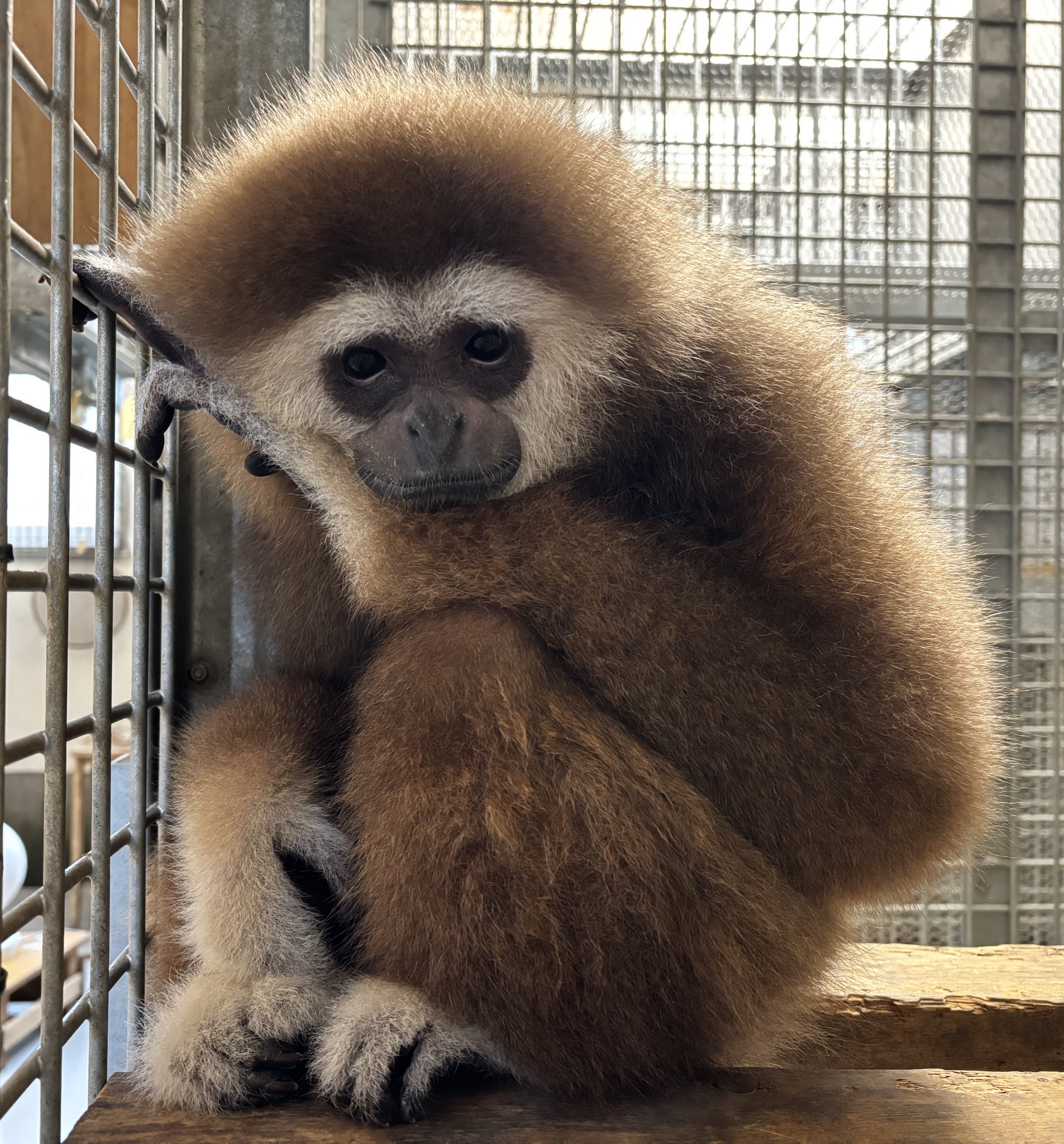 ジョージ - Search / X