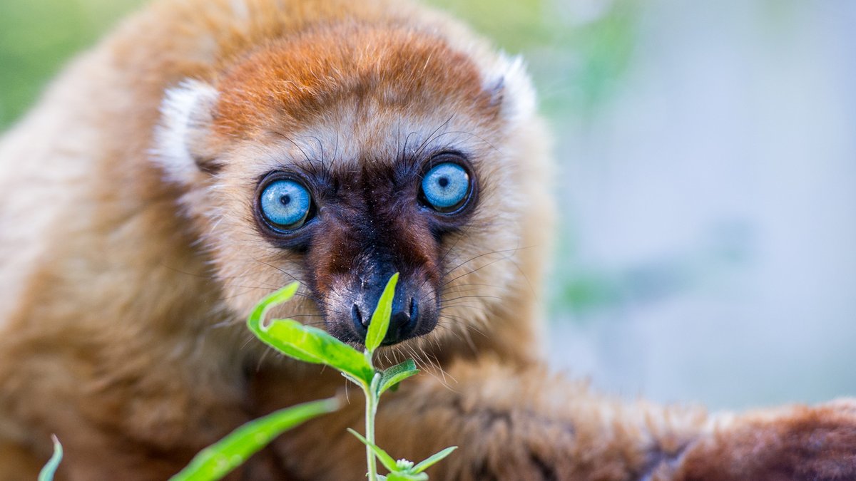 Apenheul helpt bij behoud van bedreigde blauwoogmaki: Apenheul is samen met Zoo de Mulhouse (Frankrijk) aangewezen als één van de 2 hoofdlocaties binnen een Europees programma voor het behoud van de ernstig bedreigde… rtv-apeldoorn.nl/nieuws/apenheu… #apeldoorn #rtvapeldoorn #nieuws