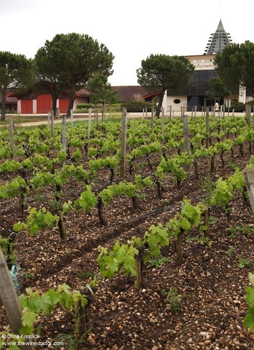 chriswinedoctor's tweet image. Read my latest new Bordeaux profile, of Château de Rochemorin, in Pessac-Léognan.
buff.ly/tK13YH8
[subs only]
#rochemorin #chateauderochemorin #pessacleognan #graves #andrelurton #vignoblesandrelurton #jacqueslurton #bordeaux #wine