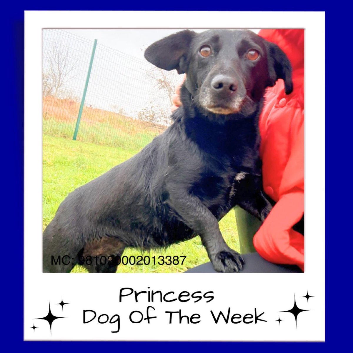 Sweet Princess’s world has turned upside-down with the death of her human 💔
The noisy kennels can be overwhelming

Princess has so much love to give, she’ll settle well with a kind human in a calm, country setting 🥰💕🐕

madra.ie/dog-profiles/

#AdoptDontShop #Galway