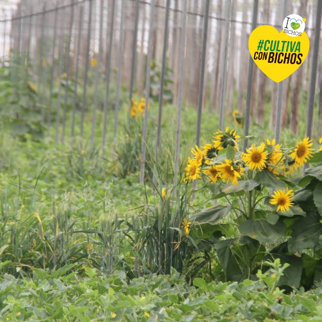🌸👀 ¿Sabías que existen las plantas centinela y las plantas trampa?
🌿 Actúan como un “imán” que desvía la atención de los insectos dañinos.
La clave está en vigilar y actuar rápido cuando la plaga aparece en ellas.