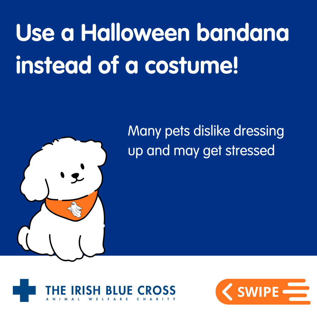 The Irish Blue Cross tweet media