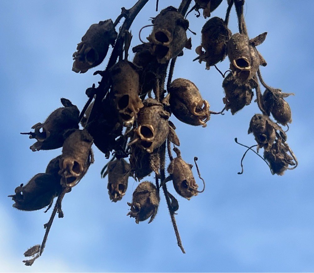 uk_treasures's tweet photo. Creepy little snapdragon skulls. Grab a 10% discount shop wide. Limited time so hurry. 

https://t.co/J9xasFL6O0 https://t.co/VLFS9cet6c