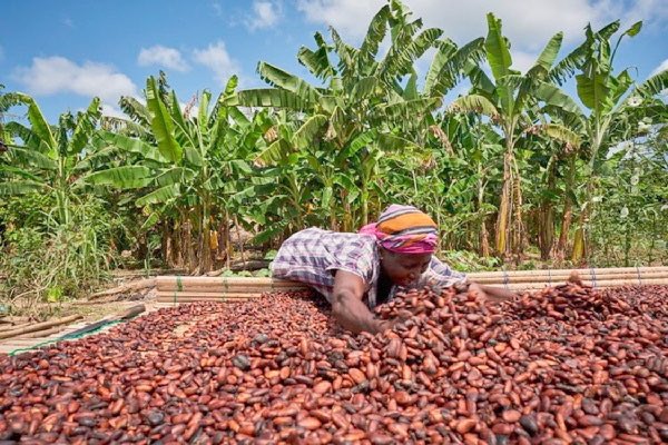 Introducing KODEVA Ltd : Changing the Cocoa Story in Uganda 

Every great idea I work on begins with a simple question  “What if farmers could earn more from the cocoa they grow?”

That’s how KODEVA Ltd was born. After 2 years  of seeing hardworking Ugandan cocoa farmers struggle