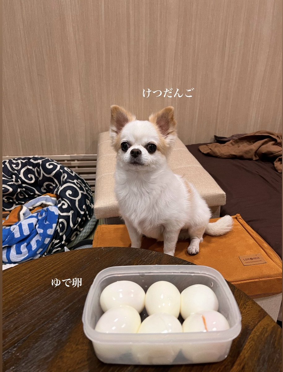 へいぽー（いぬカワbot） (@hey_po_XX) / Posts / X