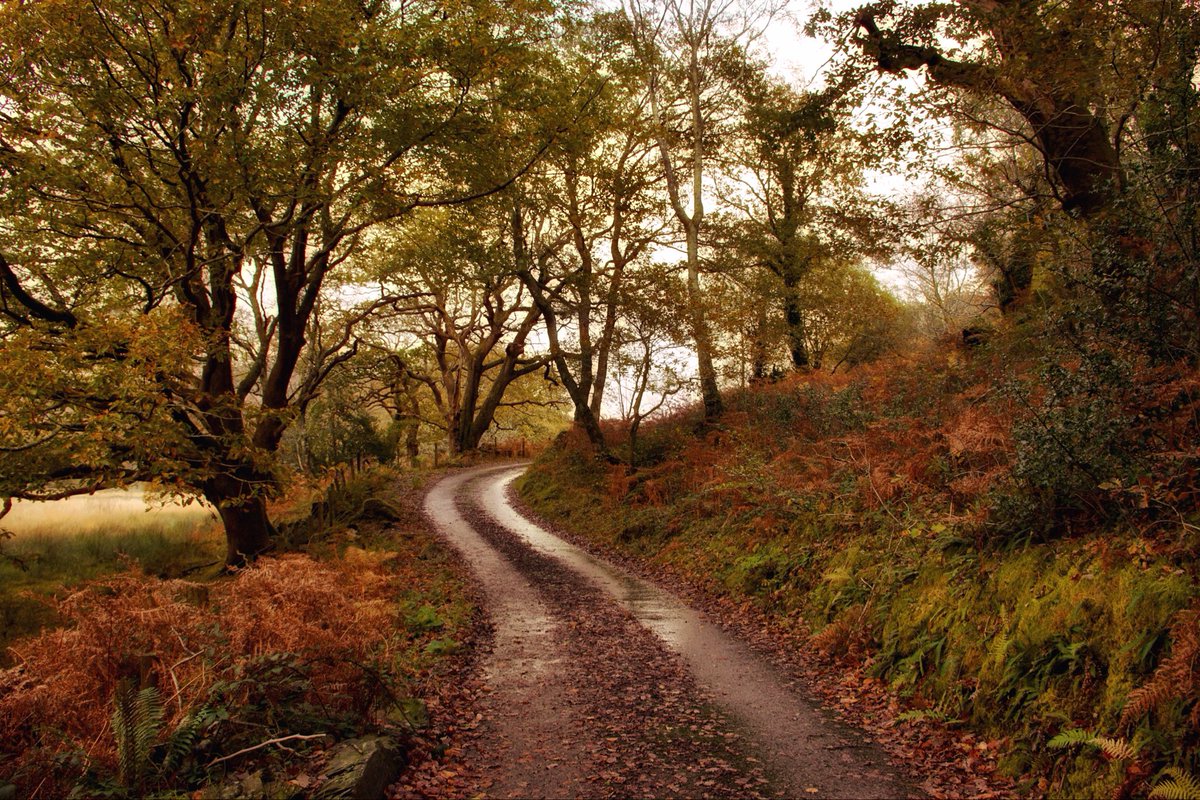SarahWoods66's tweet image. Nothing beats the smells, sights and sounds of a damp autumn walk along an ancient tree-lined lane. As the afternoon light faded yesterday we headed home to light the fire and revel in the delight of having nowhere to be in the morning