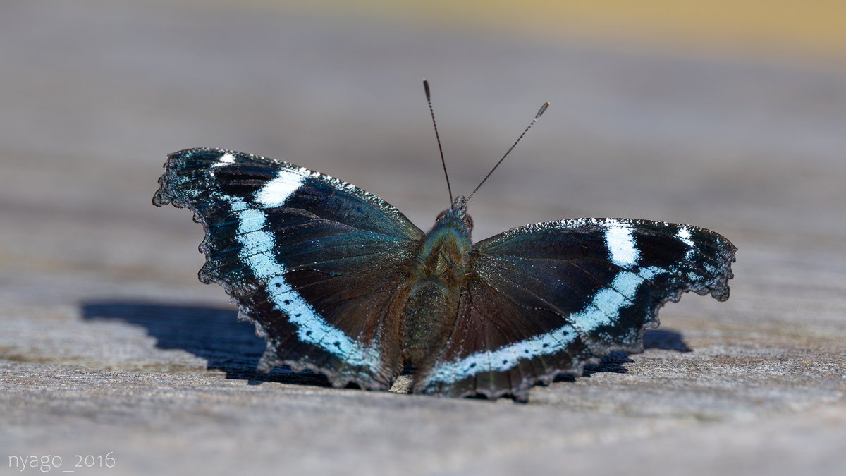 ブルーで凄く美しいカブリモドキ！ 🇨🇳 China Fujian prov. Coptolabrus ignimetallus オオコブ