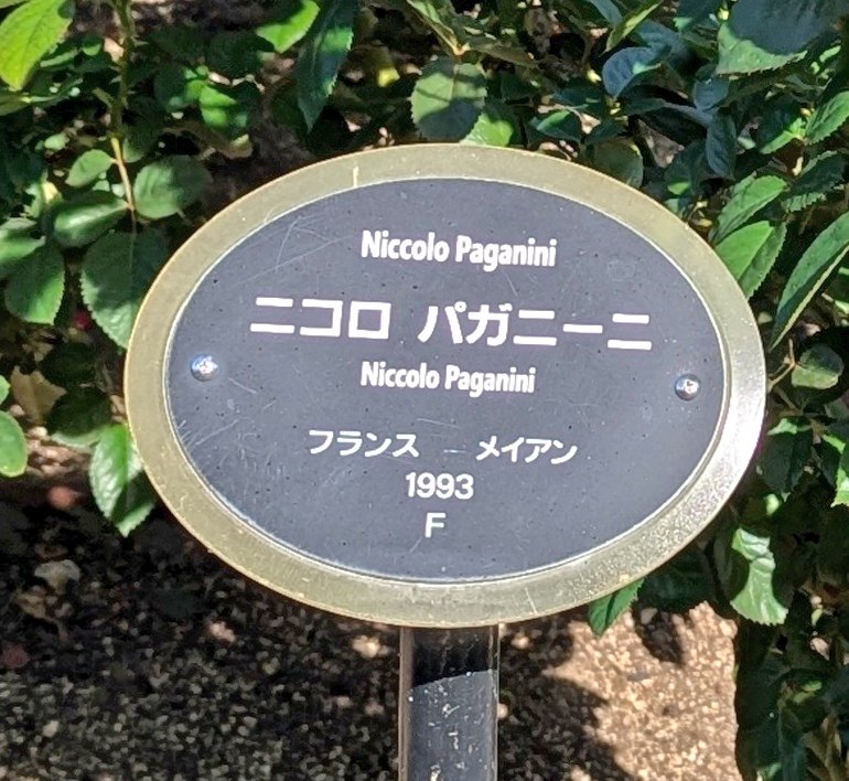 swj5jpm's tweet photo. ミーハーな私は薔薇が好きで、この季節は楽しみですが意外な名前の薔薇を見つけました
「ニコロ・パガニーニ」
色褪せない情熱の薔薇、だそうです https://t.co/Aki94XUC4H