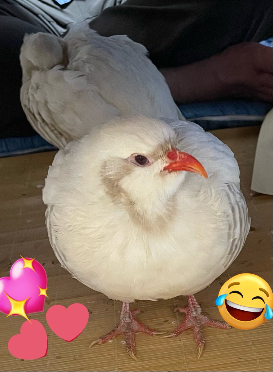 ちびすけー(*´︶`)

#イワシャコ
#白いイワシャコ
#イワシャコのちびすけ
#1歳5ヶ月