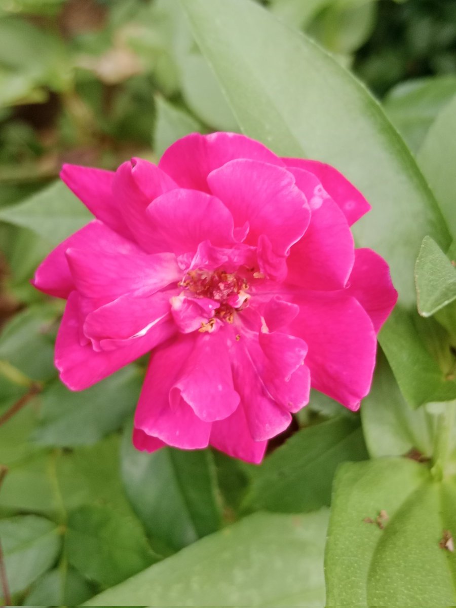 AKIMBO_888's tweet photo. #pinkonwednesday
#roseonwednesday
A blessed, elated and flamboyant pink/rose on Wednesday to us all.
ππ ππ ππ π
Keep hydrated. π°π°π°π°π°π°π°π°
Stay safe everyone wherever you are. ππ€ππ https://t.co/rEANSAnof4