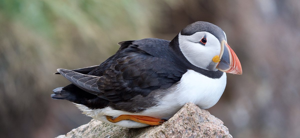 Puffin Scotland 🏴󠁧󠁢󠁳󠁣󠁴󠁿 #phonescoping #kowascoping #iphone15promax #iphoneography <a href="/KowaOptics/">Kowa Sporting Optics</a>