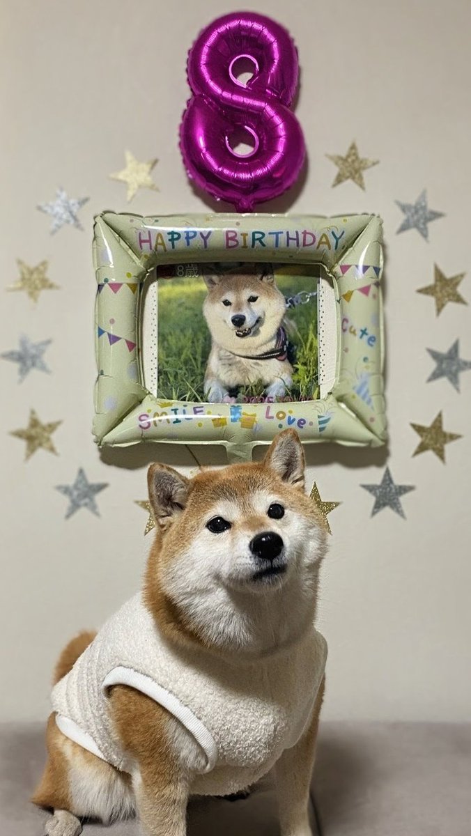 柴犬君 ページ 楽天市場】ワンちゃん大集合（オックス） 柴犬 インクジェット