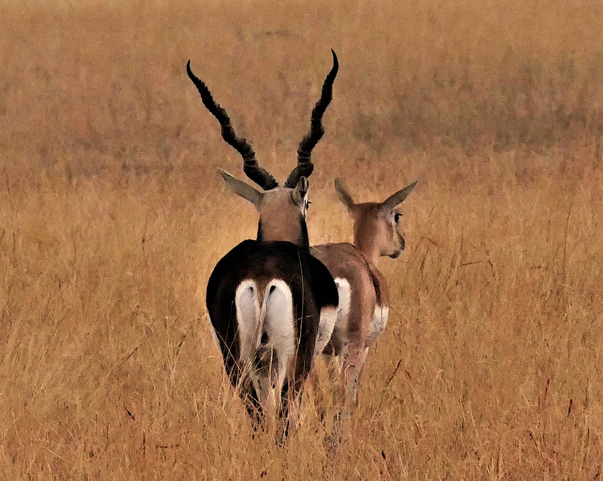 Prachi Mehta @wildwise tweet media