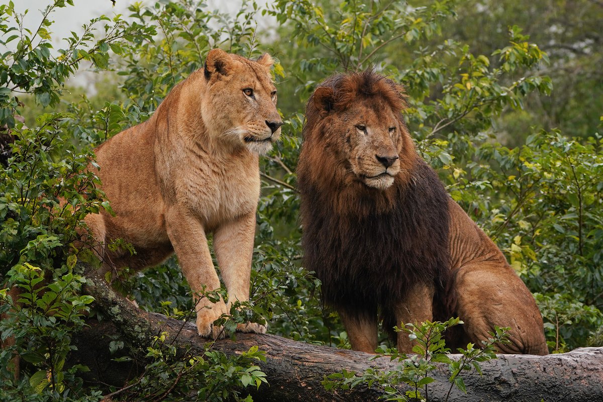 迫力あるライオン 小田 隆 Oda Takashi on X: 