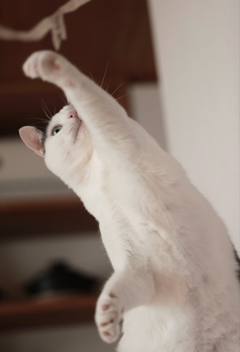 ドッピオさん達の飼い主 on X