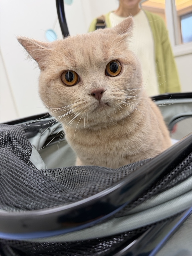 you_me_ahp's tweet photo. 入間からお越しの「こてつ」ちゃんです。
某動物医療センターでモルヌピラビル治療を受けてましたが治療がうまくいかず、当院にて治療となりました😭
今では「普通の猫さん」です❣️
#モルヌピラビル再発
#FIP再発
#FIP
#猫伝染性腹膜炎
#FIP寛解
#Xraphconn
#動物医療センターの闇 https://t.co/Bxic6rHBxk