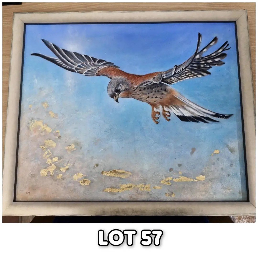 Nesquik1962's tweet image. #HelpAnimalsUK #AutumnAuction on Facebook is going well but some Lots haven't got any offers yet. Like this beauty, #Kestrel in usual position. The money goes to #EastSussexWRAS worth £120 but bid is £60. 61cmx51cm. Collect from them #Whitesmith nr #Lewes or pay postage.