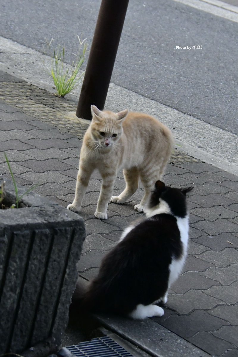 やんのかコラ！