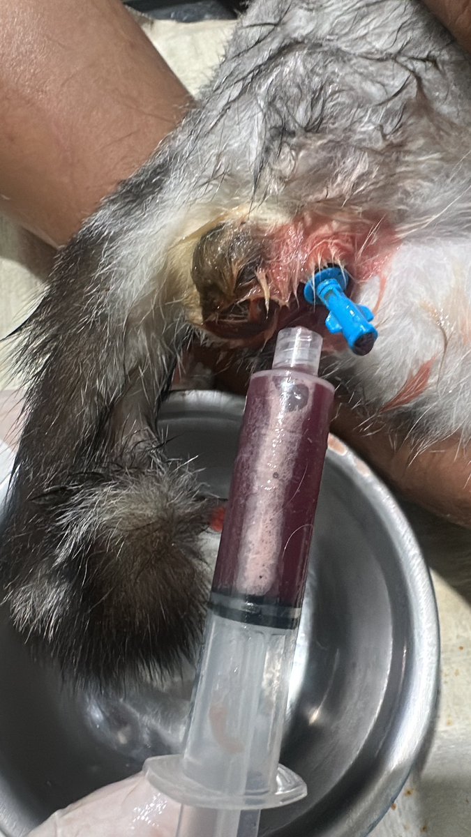 FLUTD its not a joke..