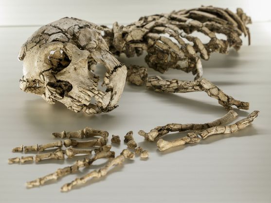 Fundación Palarq tweet media