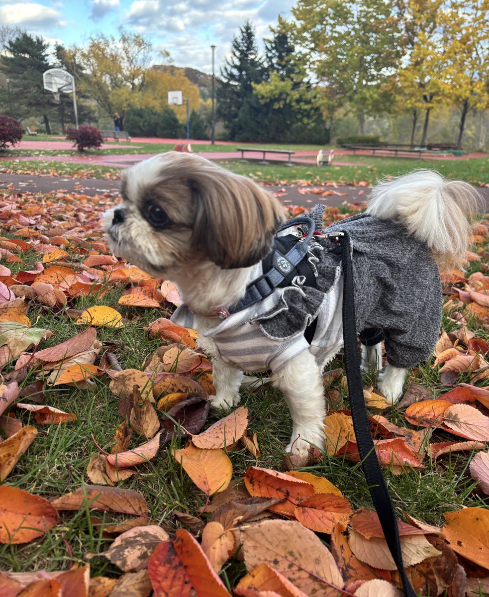 【SOLD】クリスマス⭐オーナメント ３個セット シーズー sold】クリスマス⭐飾り シーズー Amazon.co.jp: Hi-Line Gift