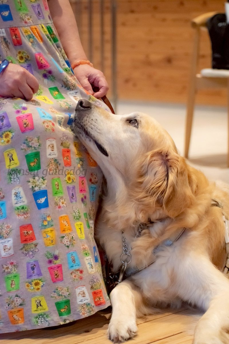kansaiguidedog's tweet photo. 「私だけじゃなく、この子はみんなのアイドルでした」
先日、１頭の盲導犬が役目を終え引退の日を迎えました。
旅行や芸術鑑賞とどこへ行くにも共に寄り添い歩いたパートナー。愛情いっぱいの生活を送ってくださったおかげで健康に引退の日を迎えられたこと、心より感謝いたします。 https://t.co/dybBMWEyDS