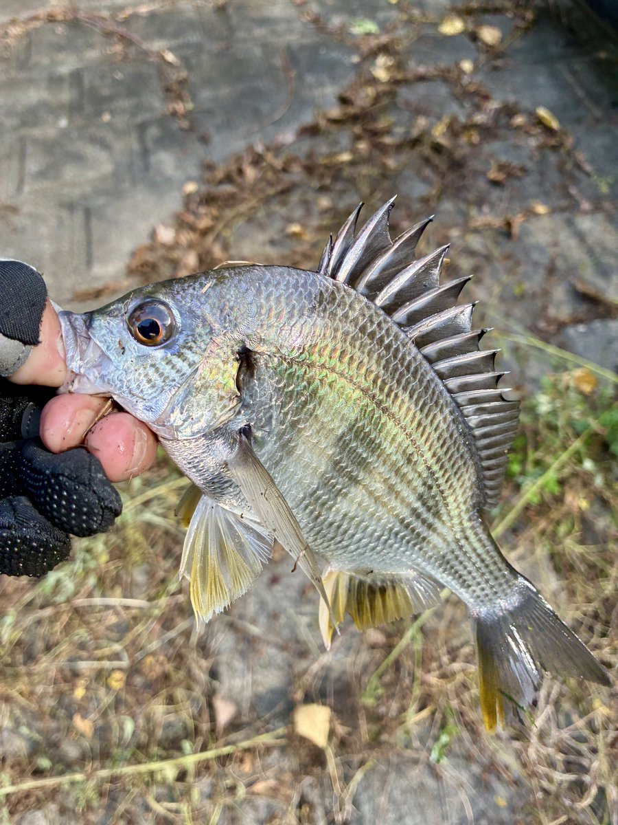 魚譜 すごろくや on X