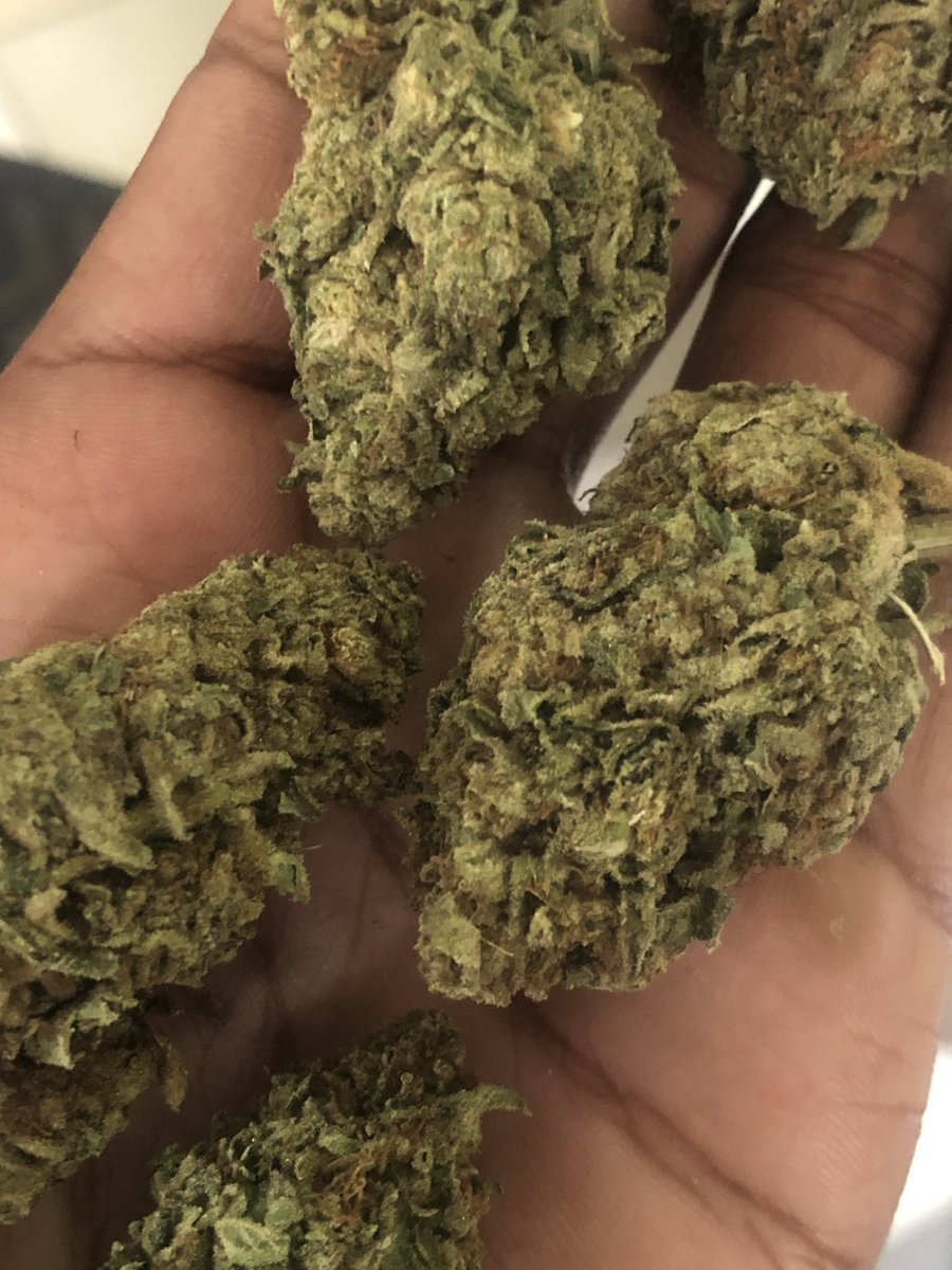 bUdbUddy_Shop's tweet photo. Fresh greenhouse King’s Juice 🤴🧃 available now in bulk &amp; micro order 📦 

DM, comment or interact for speedy assistance 📱💯

Collection in JHB, overnight delivery nationwide 🚚🇿🇦🌵 #Mmemberville #cannabisculture #stonerbabes #weedlovers #420friendly https://t.co/VcpTuFSBea