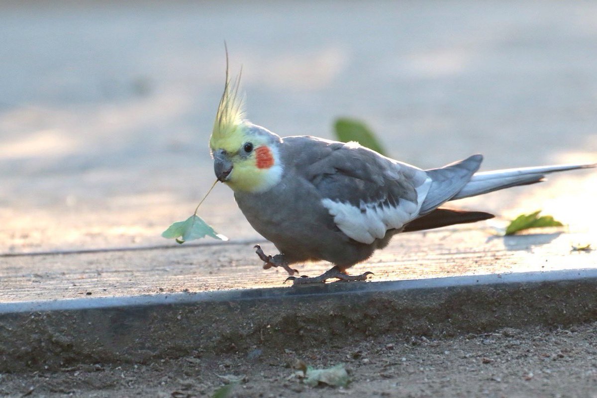 オカメインコ - Search / X
