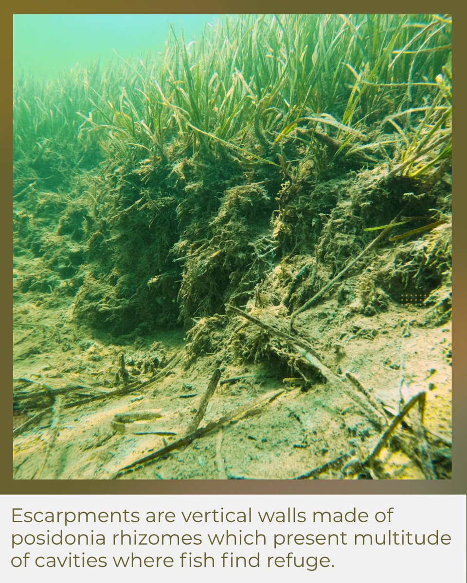 Group of Aquatic Macrophyte Ecology tweet media