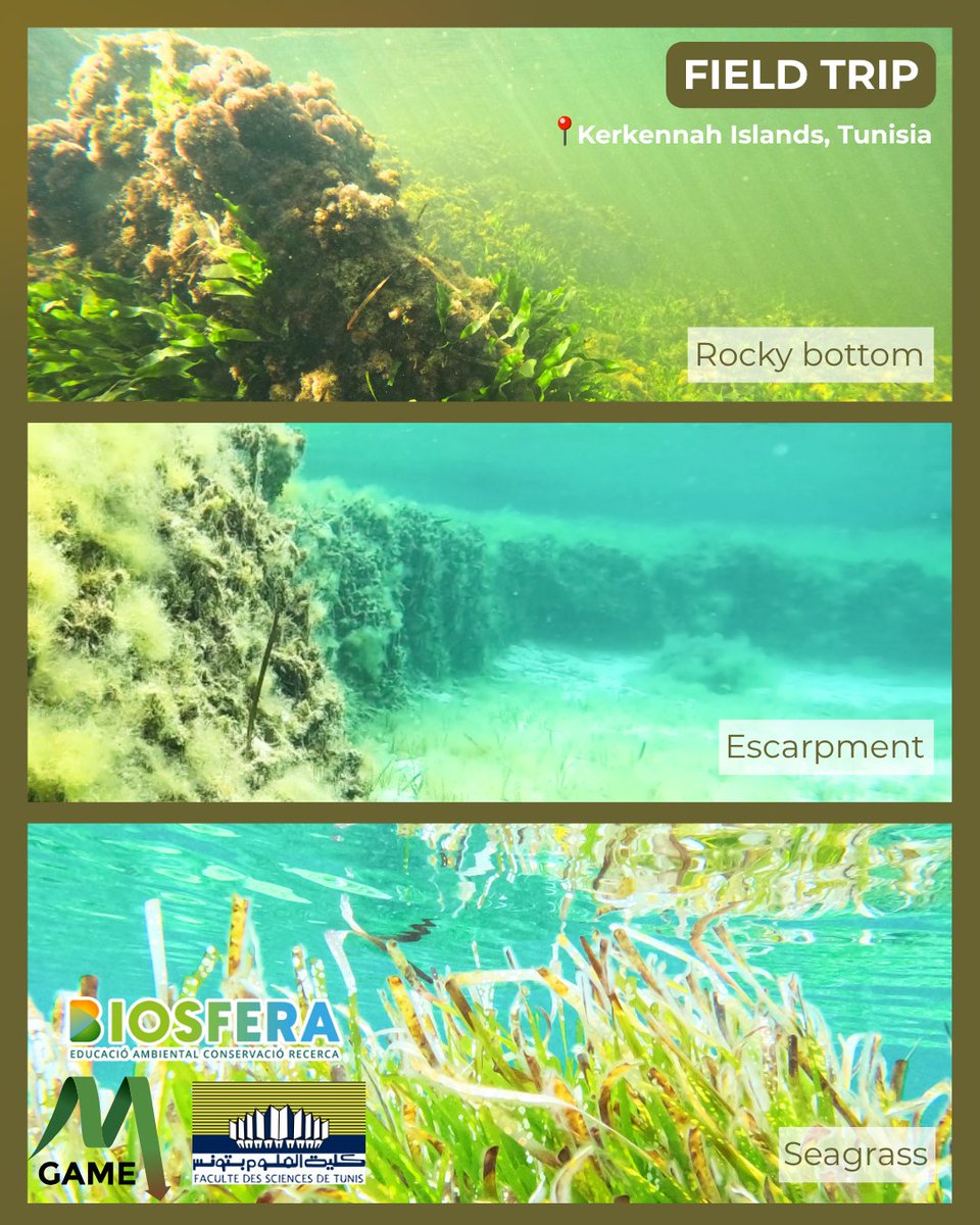 Group of Aquatic Macrophyte Ecology tweet media