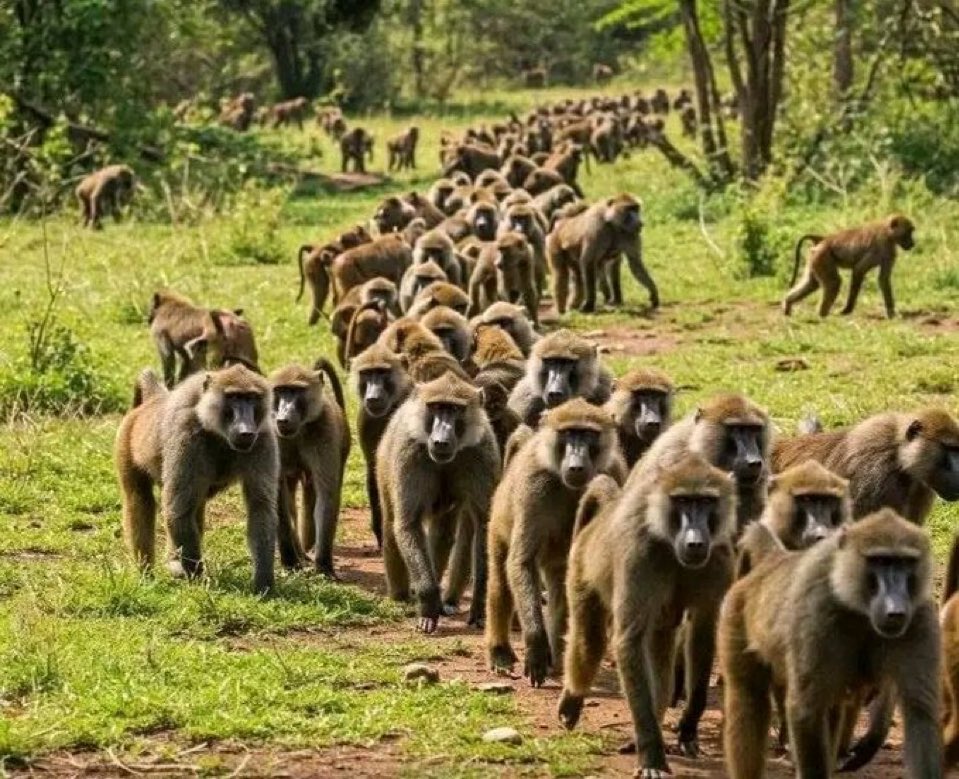 Malafyale (@mwansasusnr) on Twitter photo 