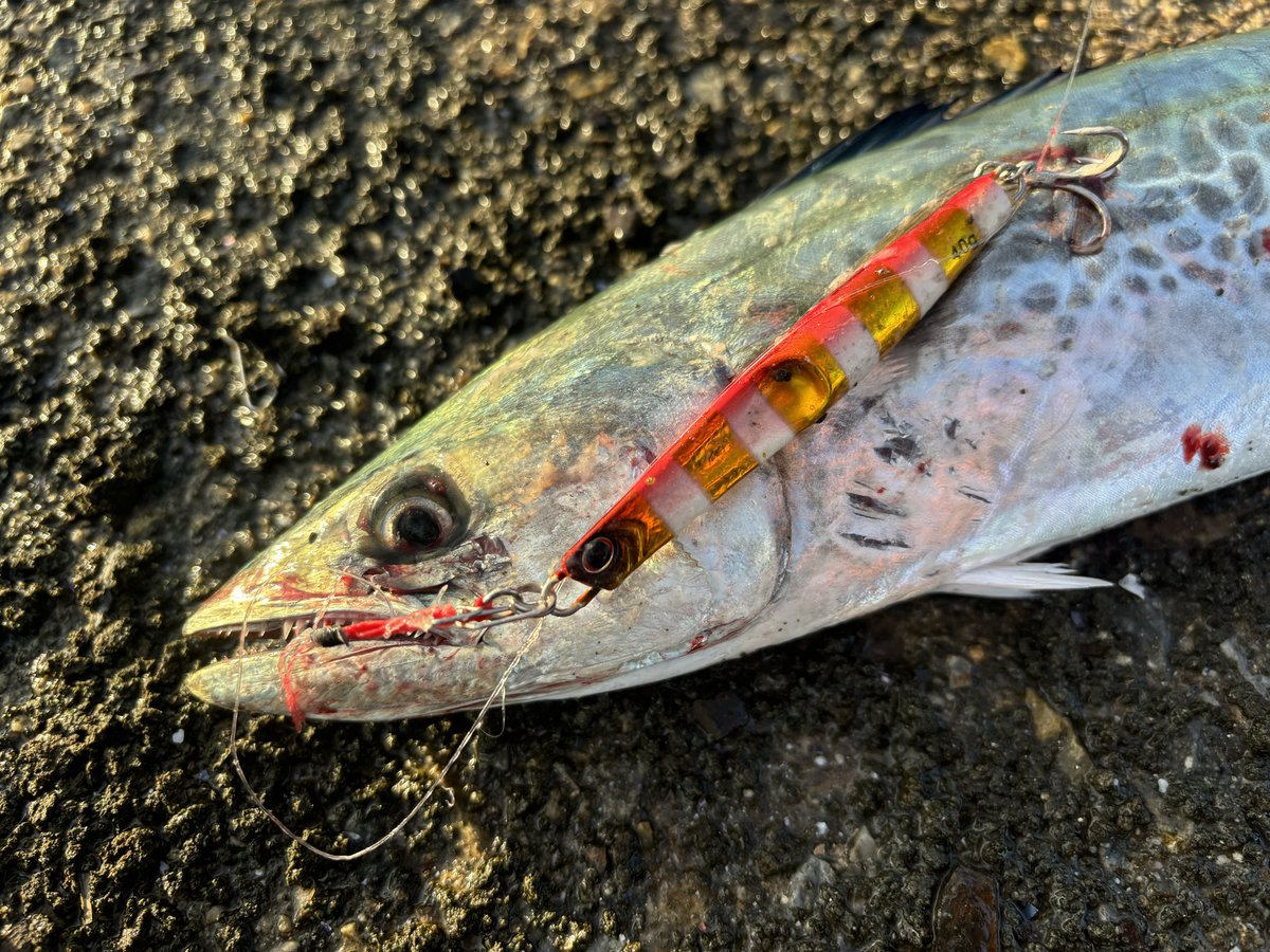 イワセマン（ムコイチ） on X