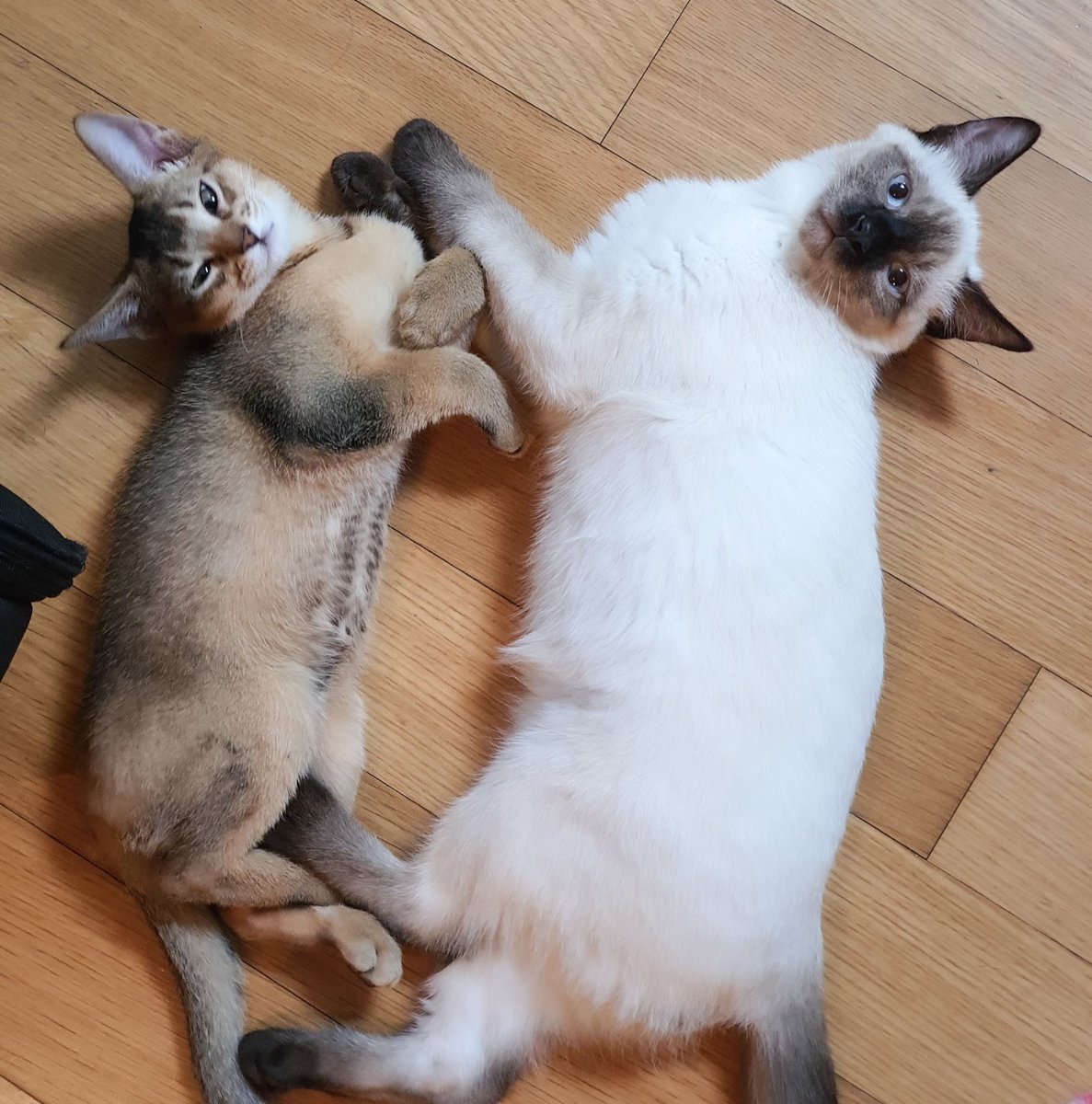 ปลาเผากับเห็ดออริจิของย่า