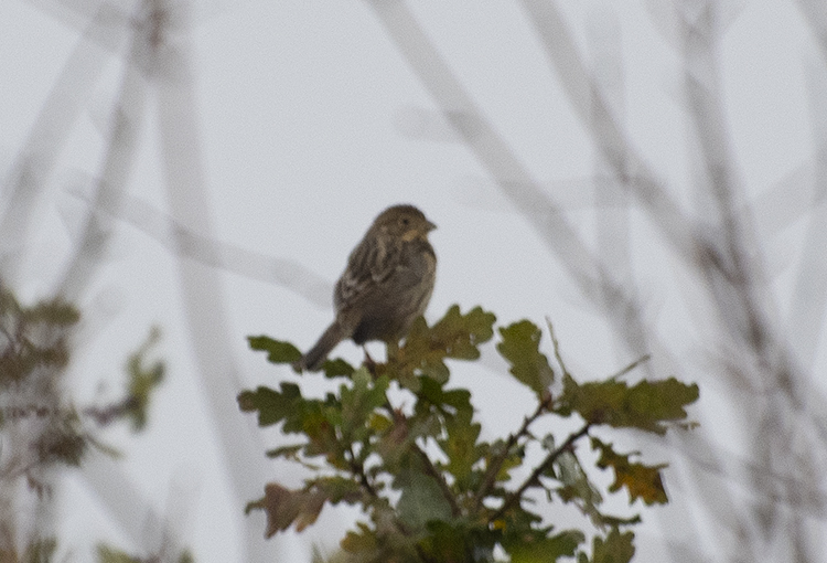 Certainly not going to win any awards, but this rubbish record shot of a Corn Bunting down the Nunnery Lakes this morning, which was a welcome patch tick on an otherwise gloomy, damp morning