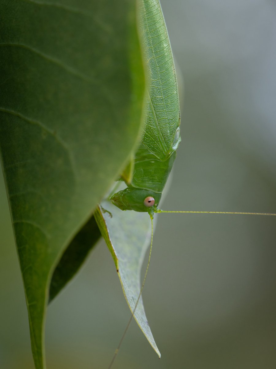 緑翅。 (@leaf_greenwings) on Twitter photo 