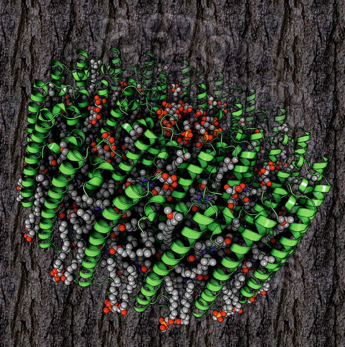 Here you have a cryoEM structure of the photosynthetic LH2-LH1 complex from the purple bacterium Halorhodospira halophila (PDB code: 8Z81)

Rendering by Francisco J. Enguita (<a href="/fenguita/">Francisco J. Enguita</a>) made with #ProteinImager

3dproteinimaging.com/protein-imager…

#SciArt #molecularart #photosystem #lh2
