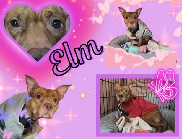 Elm’s Poster 

Elm is a 🆕 stray intake at the Manhattan ACC a d she’s terrified 😖 🆕 Hope 🛟 

This girl’s a Kill 💉Target 🎯

Pledge to Rescue 🛟 • DM to save ✍️ to <a href="/notthesameone2/">Not the Same</a>