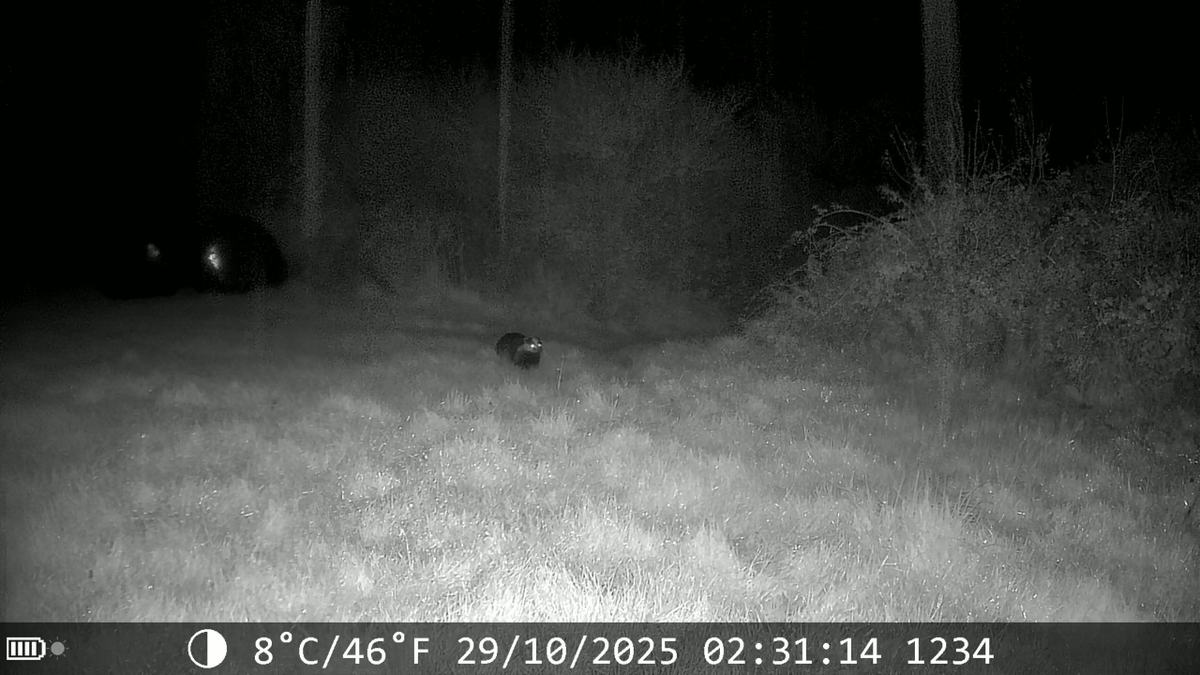 RaySmithTogphy's tweet photo. 𝗕𝗮𝗱𝗴𝗲𝗿 𝗼𝗻 𝗮 𝘃𝗲𝗿𝘆 𝘄𝗲𝘁 𝗻𝗶𝗴𝗵𝘁
Caught on the trail cam at 2:31am last night — even with the rain coming in, this one was out foraging along the hedge. #BadgerWatch #TrailCam #NorthDevon #Wildlife https://t.co/M7DrHCpZ6j